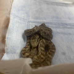 アオダイショウ　性別、月齢不明 - その他