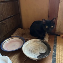 成猫里親募集してます