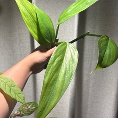 ヤマサキカズラ　３本　水草　水上葉　観葉植物の画像