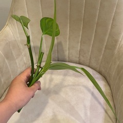 ヤマサキカズラ　３本　水草　水上葉　観葉植物の画像