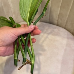 ヤマサキカズラ　３本　水草　水上葉　観葉植物の画像