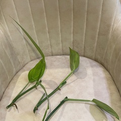 ヤマサキカズラ　３本　水草　水上葉　観葉植物の画像