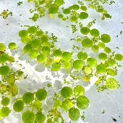 水草★アマゾンフロッグピットの画像