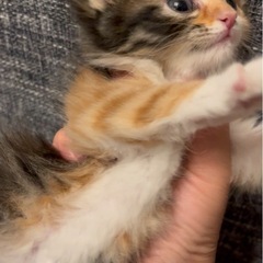三毛猫♀1ヶ月