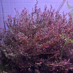 水草(無農薬)の画像