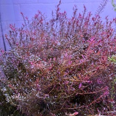 水草(無農薬)ロタラsp.hraの画像