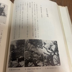 盆栽のすべて  盆栽に興味がある方いかがでしょうか？非対面の受け渡しになりますの画像