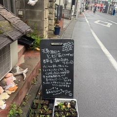 春菊､わけぎ苗ポットの画像