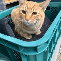 地域で生まれた猫、もらっていただけませんか？６（兄猫）