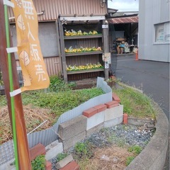 極早生みかん販売中(^^)の画像