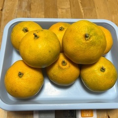 みかん🍊　1kgの画像