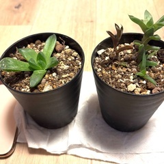 2つセット　多肉植物　ハルオチア　ミニサイズ　鉢入り　小鉢　小さめ　可愛い　テーブル　観葉植物　マイナスイオン　浄化の画像