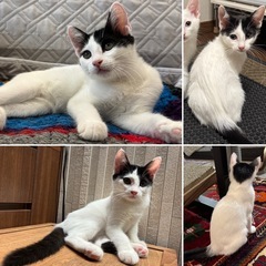 【受付終了】☆沖縄から来た7/13生まれの女の子☆初期医療済みの画像