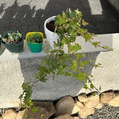 パキラなど植物まとめての画像