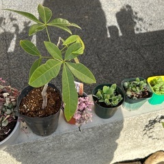 パキラなど植物まとめての画像