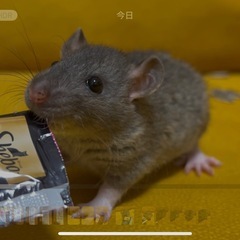 ファンシーラット　メス　1匹