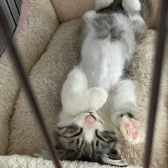 シッポがフサフサでシュッと長い慣れ慣れレオ君😽