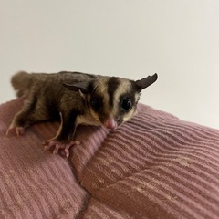 フクロモモンガ　メス　里親決まりました！