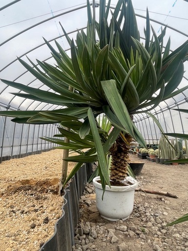 ユッカ　グロリオサ　4分頭　ヒドラ