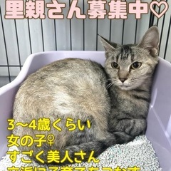 美人すぎるママネコさん