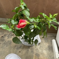 🌺八重咲ハイビスカス🌺※鉢無しの画像