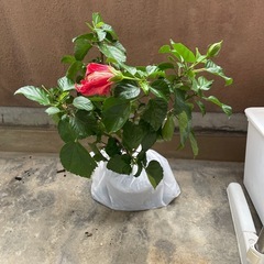 🌺八重咲ハイビスカス🌺※鉢無しの画像