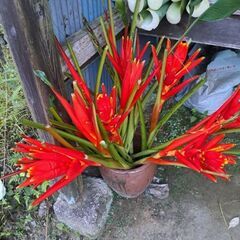 紫山芋　無人販売の画像