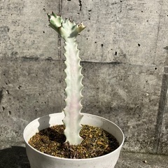 ホワイトゴーストの画像