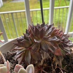 多肉植物の画像