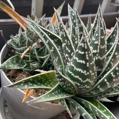 多肉植物の画像
