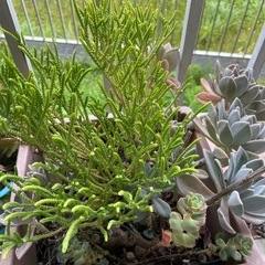 多肉植物の画像