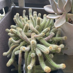 多肉植物の画像
