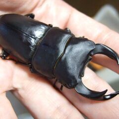 奈良県産オオクワガタ F6 ♂72.3ミリの画像