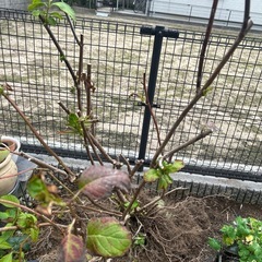 覆輪赤系紫陽花大株の画像