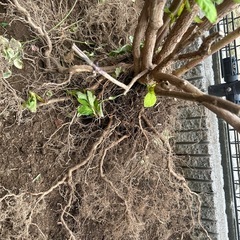 覆輪赤系紫陽花大株の画像
