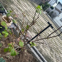 覆輪赤系紫陽花大株の画像