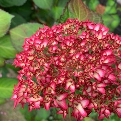 覆輪赤系紫陽花大株の画像