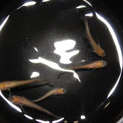 狛江市のメダカ販売｜お手頃価格でヒメダカをお届け！の画像