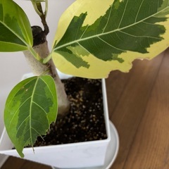 観葉植物　の画像