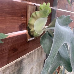 ビカクシダ　OMOの画像