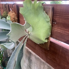 ビカクシダ　OMOの画像