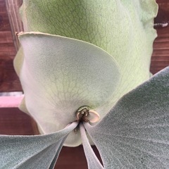 ビカクシダ　OMOの画像