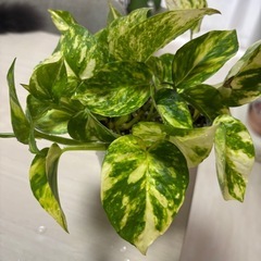 ポトス　観葉植物　取引中の画像