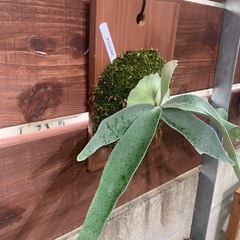 ビカクシダ　Veitchiiの画像