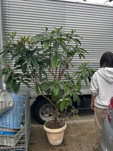 枇杷の木、ひわの木、ビワの木、果物苗木、上木