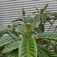 枇杷の木、ひわの木、ビワの木、果物苗木、上木の画像