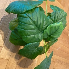 観葉植物　ウンベラータ　２株の画像