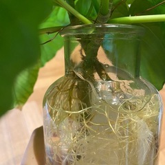 観葉植物　ウンベラータ　２株の画像