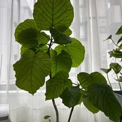 大型観葉植物115センチの画像