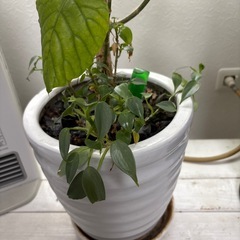 大型観葉植物115センチの画像